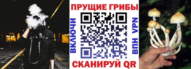 Галлюциногенные грибы Cubensis Приволжский